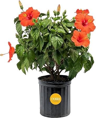 Costa Farms Live Tropical Hibiscus Bush 2-3 Foot Flowering Plant