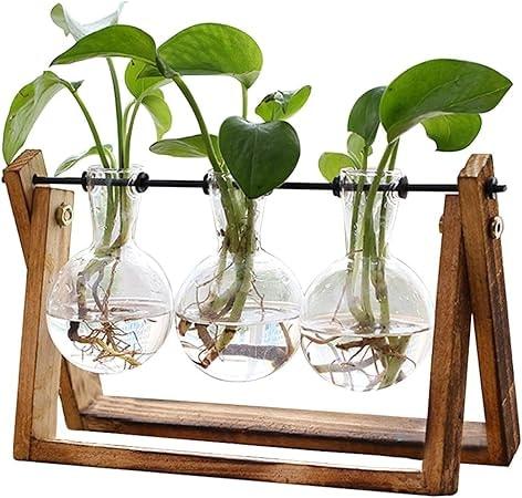 XXXFLOWER Plant Terrarium with Wooden Stand and Three Glass Bulbs